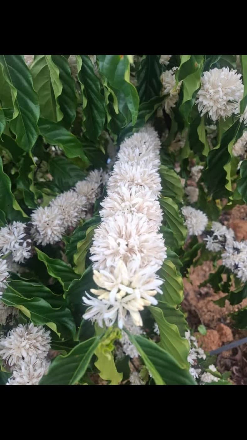 A flor branca do cafeeiro