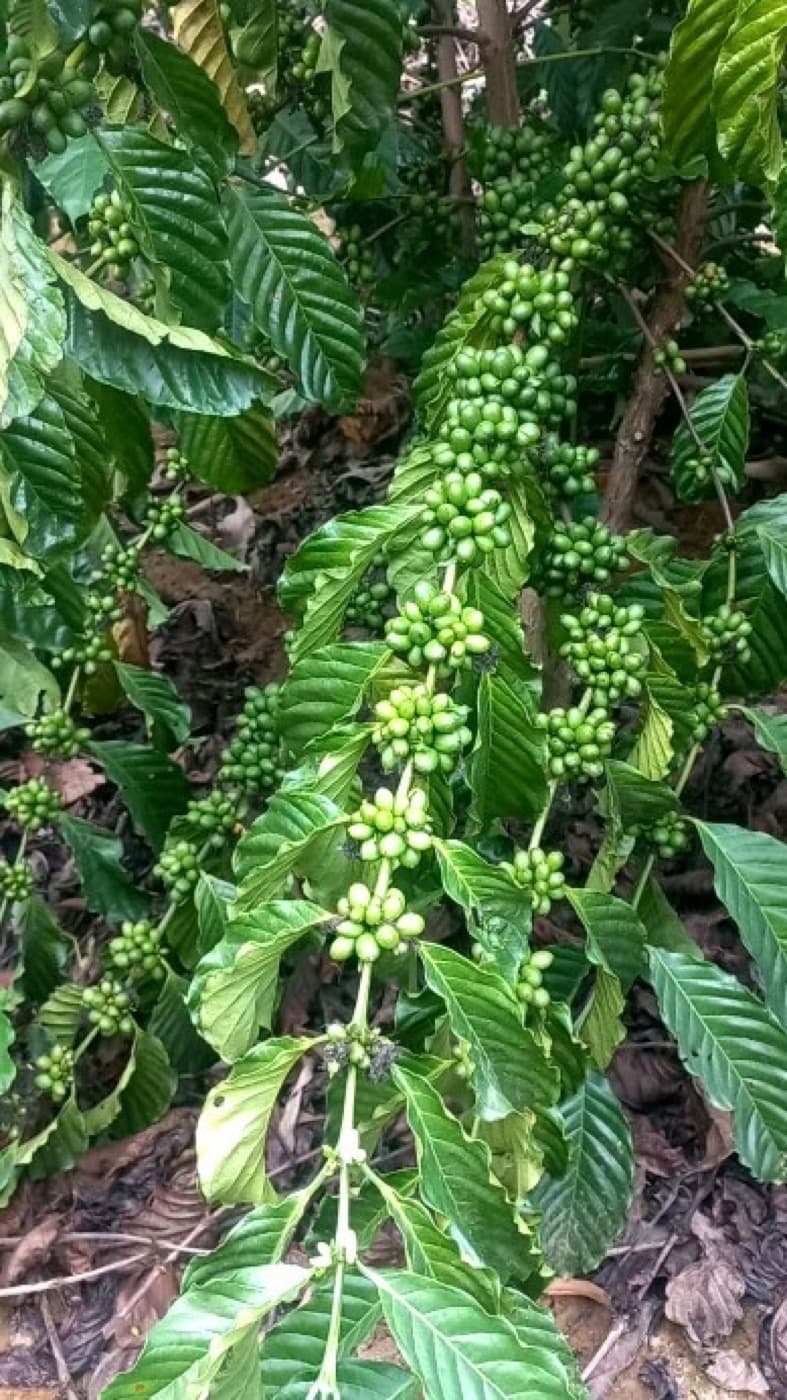 Frutos verdes amadurecendo no ramo