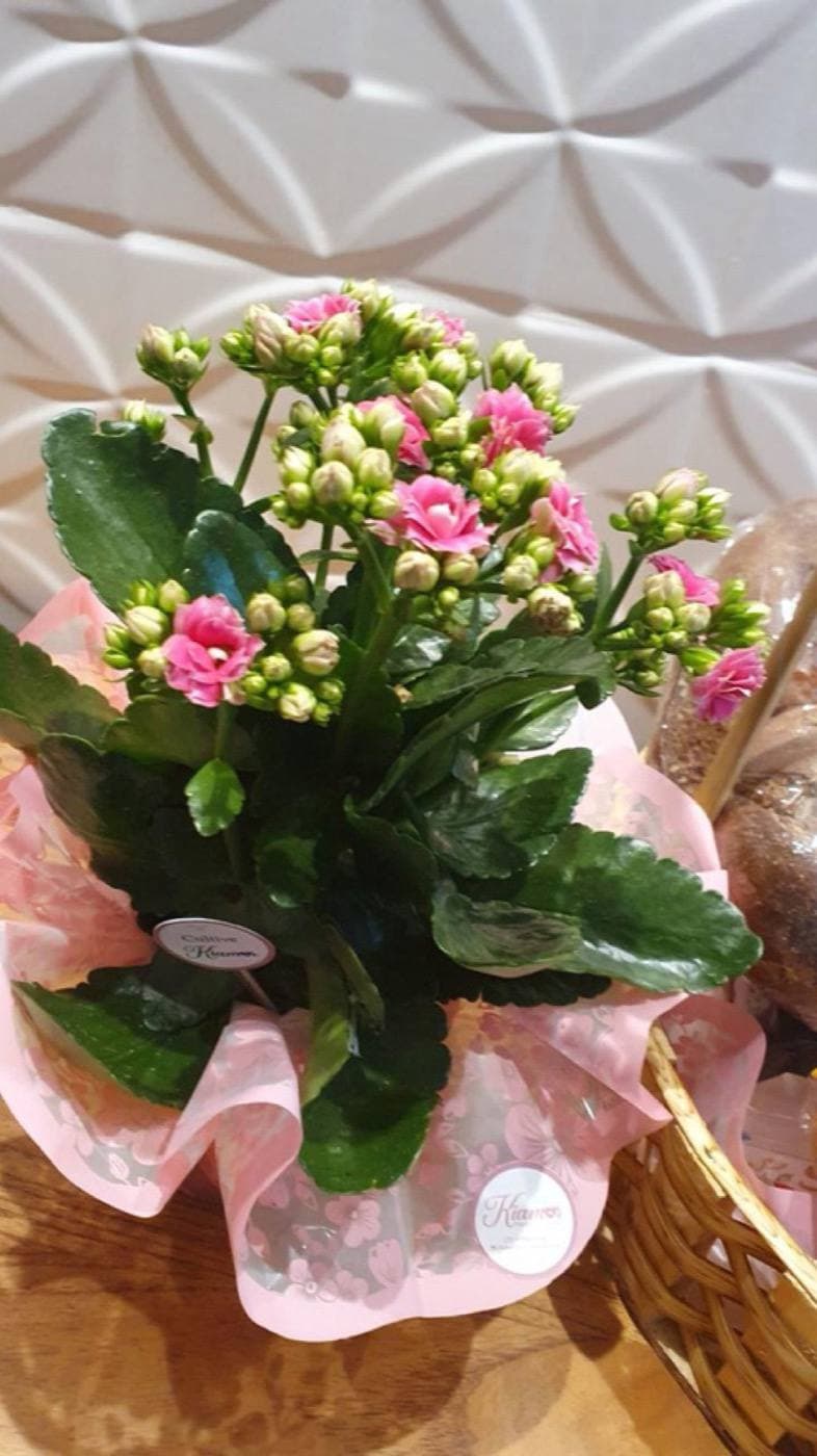 Flor (Kalanchoe)