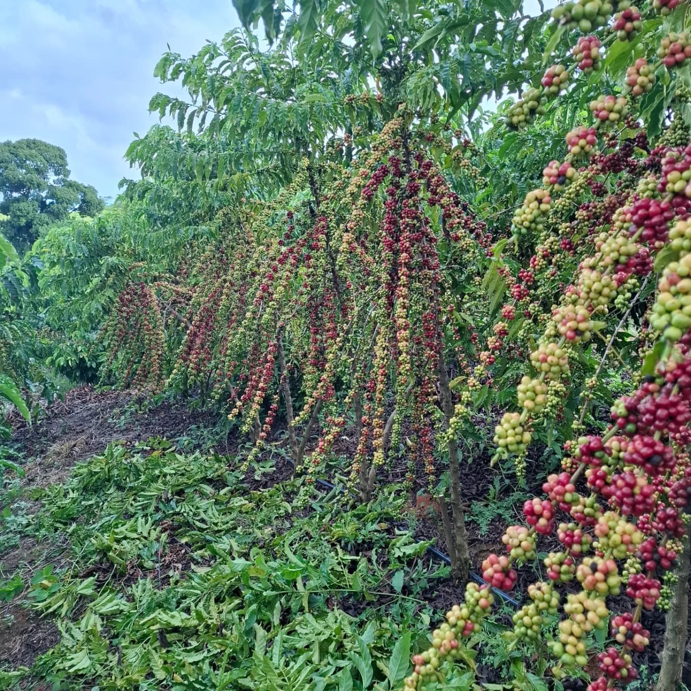 A lavoura de café entre as montanhas de Alegre