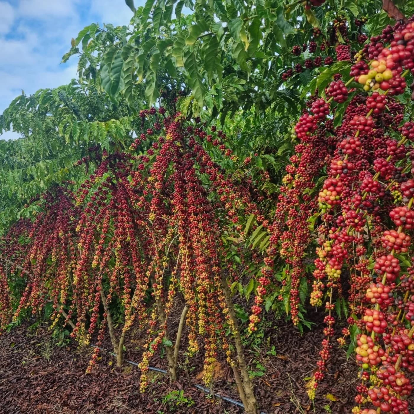 Cultivo